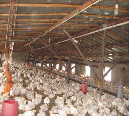 臭氧在畜禽养殖中的作用